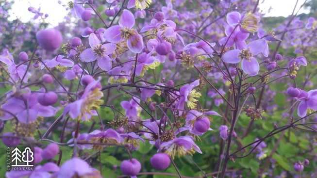 Thalictrum delavayi